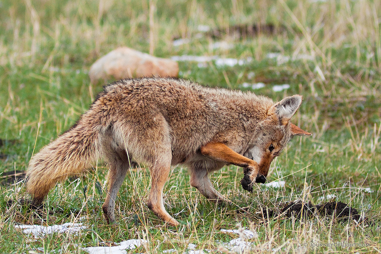 A coyote hunts for breakfast in Moraine Park in Rocky Mountain National Park. - Rocky Mountain NP Picture