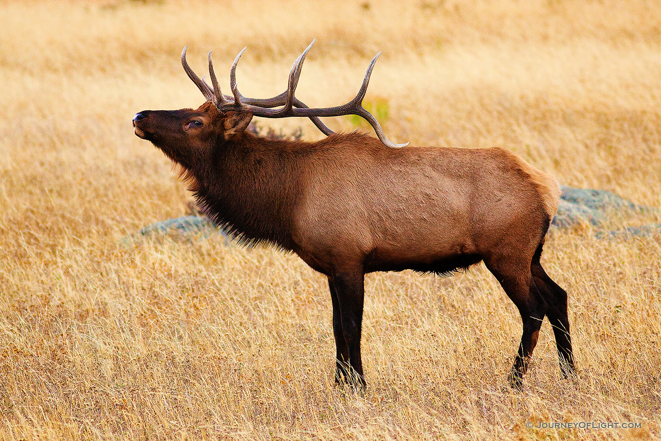 A bull elk bugles, the sound echoing throughout Moraine Park in Rocky Mountain National Park. - Rocky Mountain NP Picture