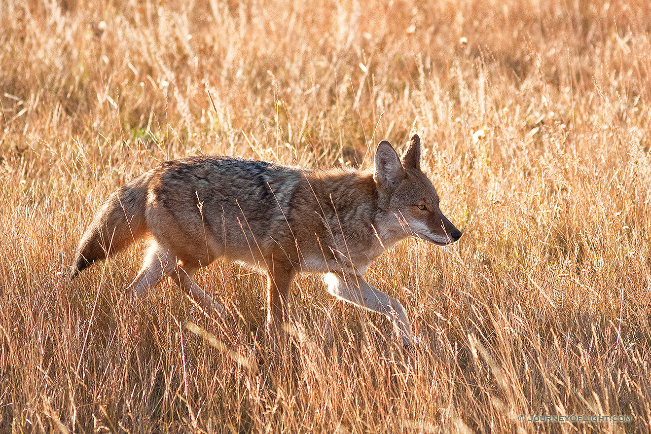 The sun had just crested the eastern mountain range when a coyote appeared and raced through Moraine Park in Rocky Mountain National Park, hunting his next meal. - Rocky Mountain NP Picture
