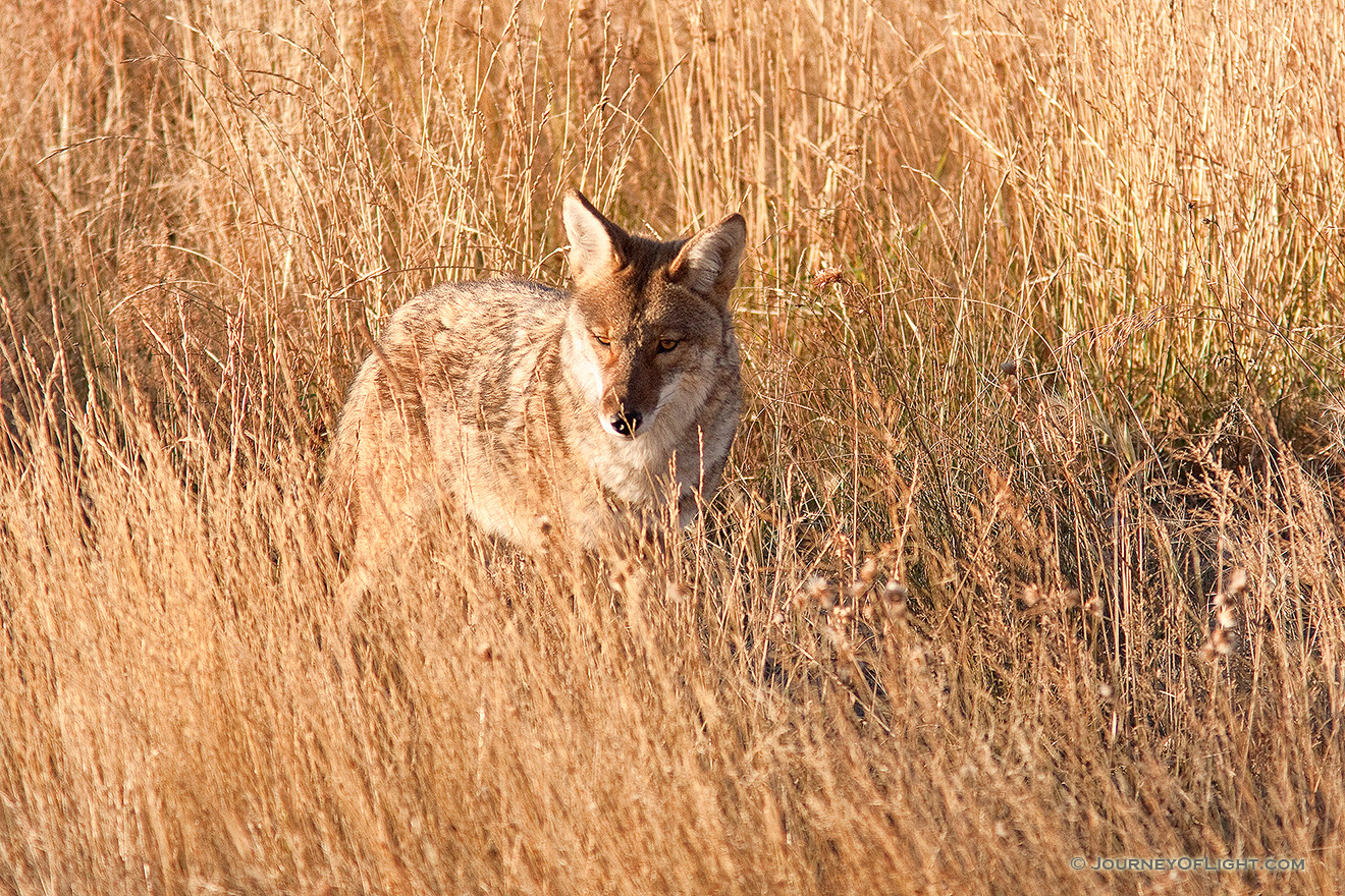 A coyote in Rocky Mountain National Park pauses briefly to survey his surroundings. - Rocky Mountain NP Picture