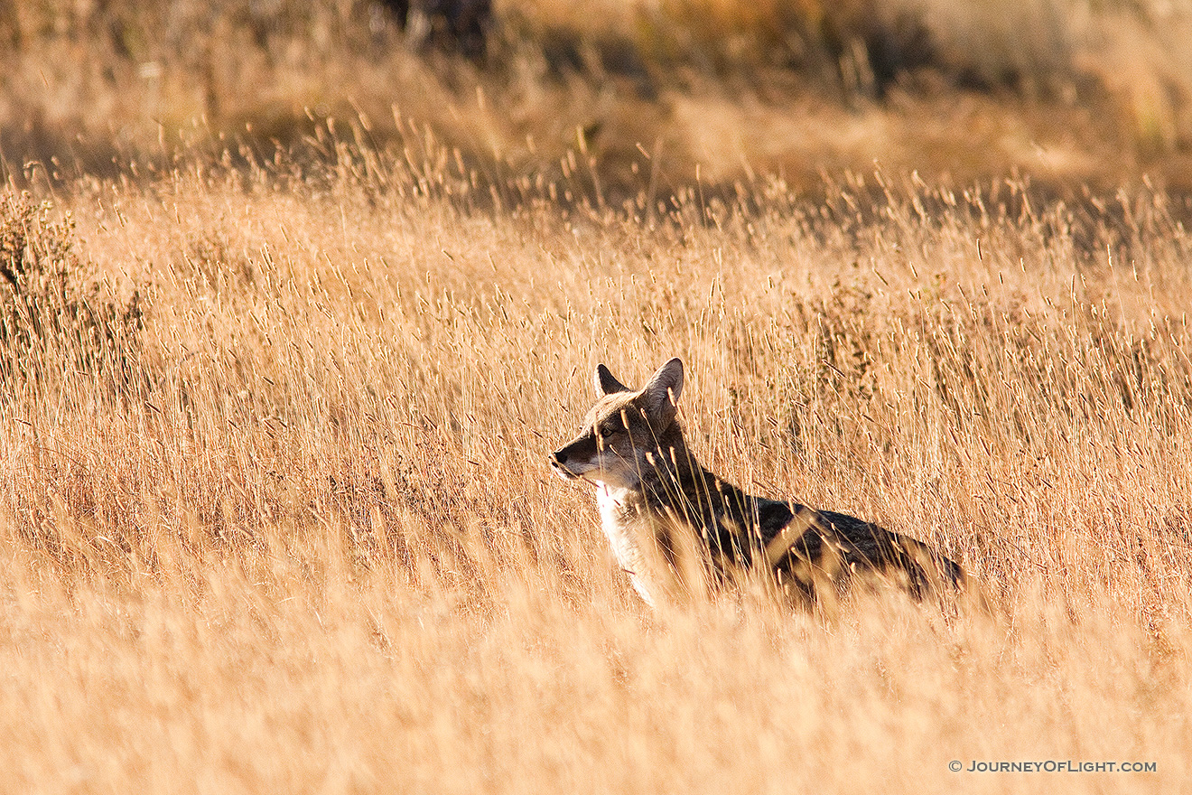 After a quick meal, a wild coyote pauses to bask in the morning sunlight. - Rocky Mountain NP Picture