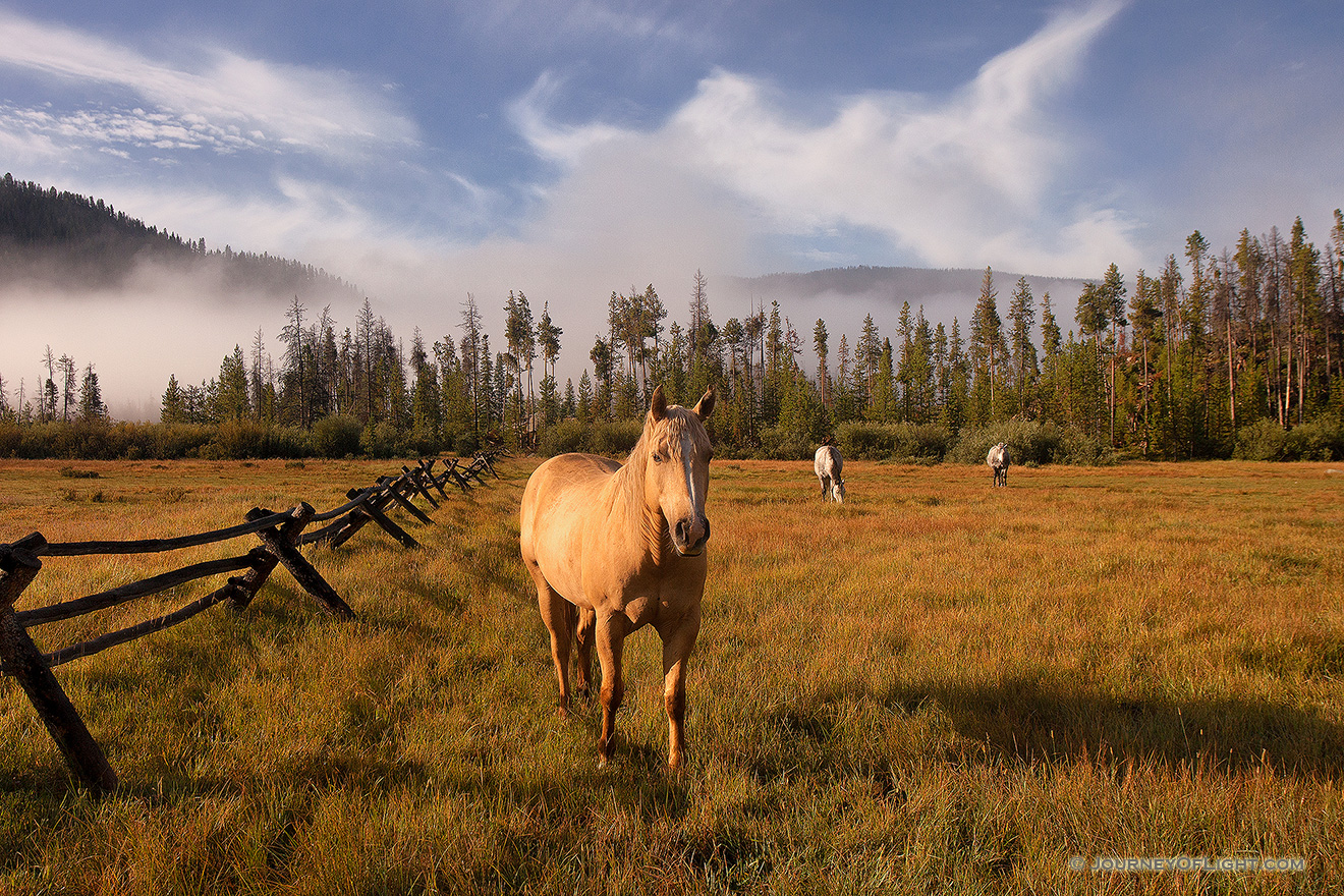 On a warm August day, just after a friend I began our hike into the North Inlet trail near Grand Lake, these friendly horses greeted us, almost welcoming us to our journey ahead. - Colorado Picture