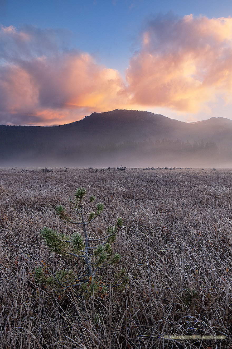 A quiet and serene spot, Big Meadow on the west side of Rocky Mountain National Park is not as busy as the east side of the park.  Here Moose can be found grazing and wandering among the grasses in the open space.  This morning I hiked early to sit quietly with only my thoughts and witnessed this beautiful sunrise among the frost tipped grasses and solitary tree. - Colorado Picture