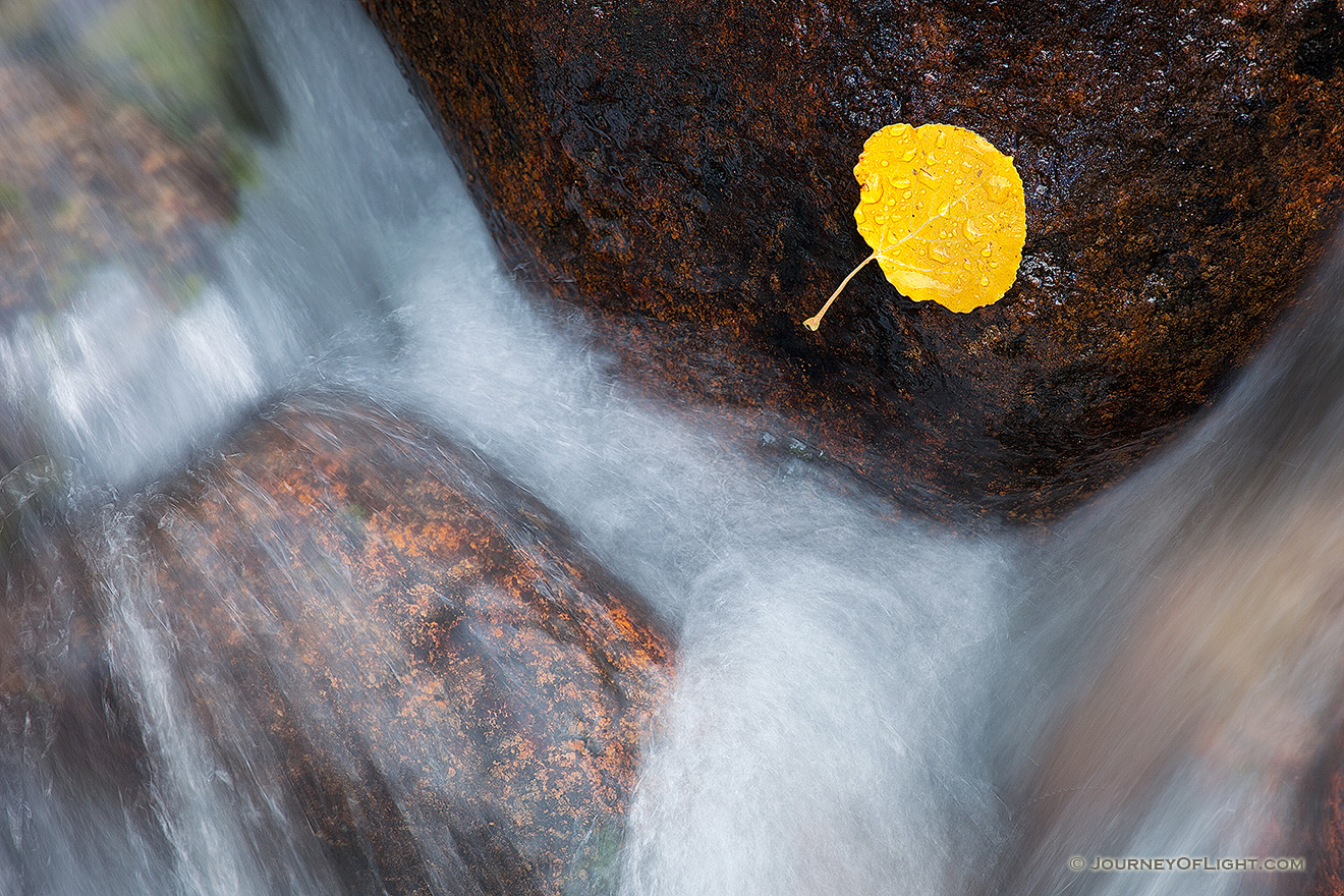 A lone fallen autumn aspen leaf grasps to a rock as the Big Thompson cascades by. - Colorado Picture