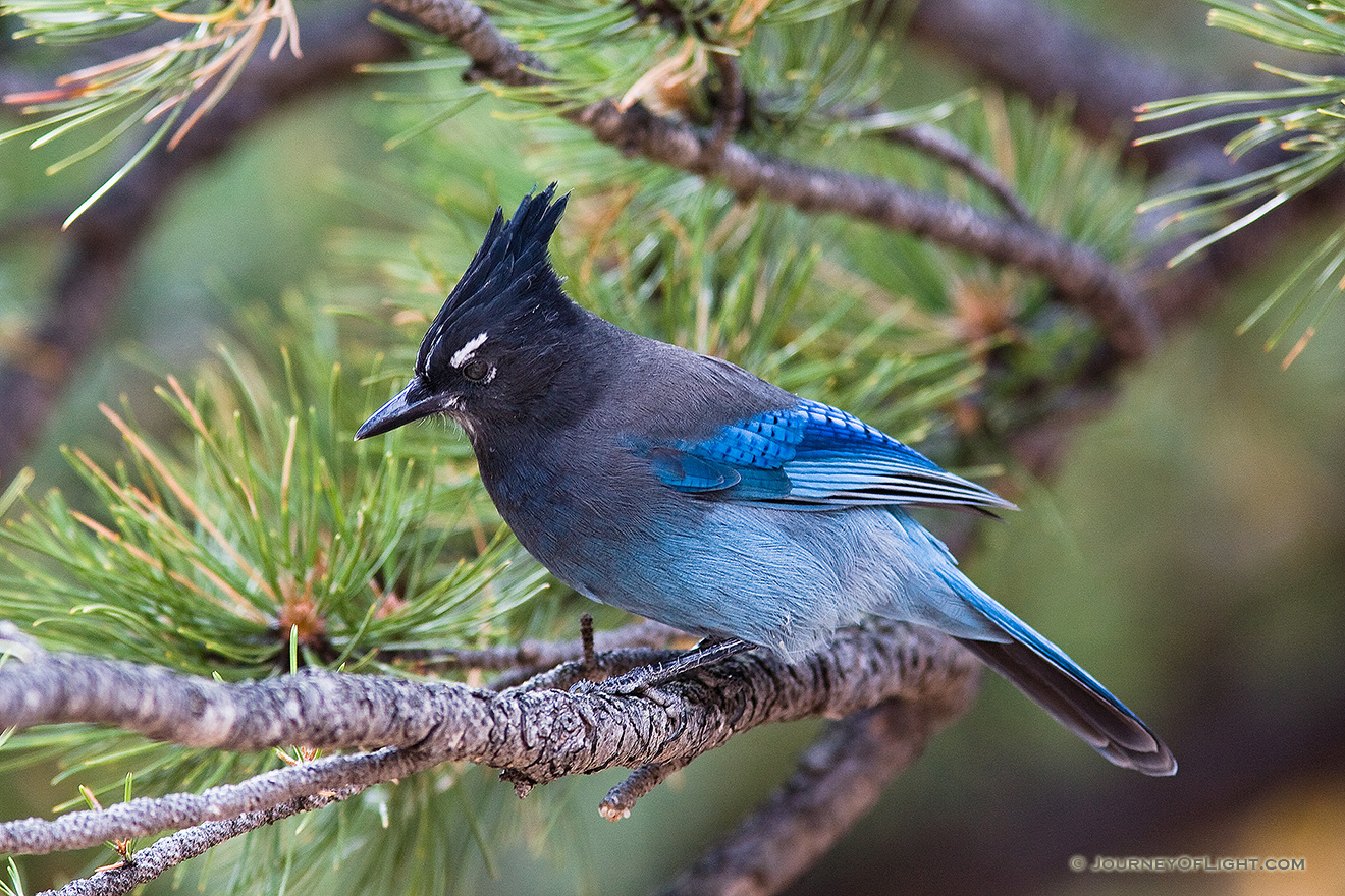 A Steller's Jay rests on a branch near a picnic area in Rocky Mountain National Park. - Rocky Mountain NP Picture