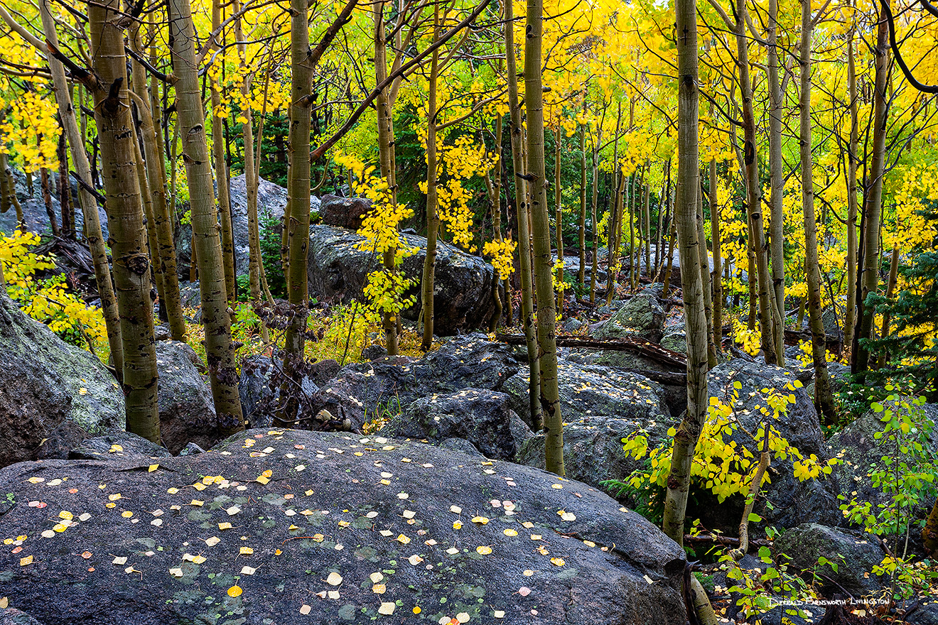 A landscape photograph of an aspen grove above Bear Lake in Rocky Mountain National Park, Colorado. - Rocky Mountain NP Picture