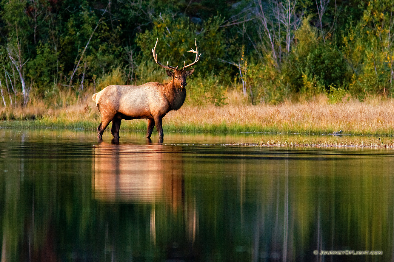 Just past sunrise, an elk strolls into the calm water at Sprague Lake in Rocky Mountain National Park. - Rocky Mountain NP Picture