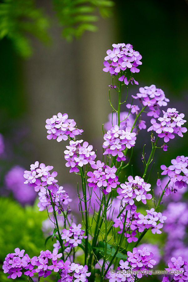 Dames Rocket burst with color in the shade of the forest at Schramm State Park Recreation Area. - Nebraska Photography