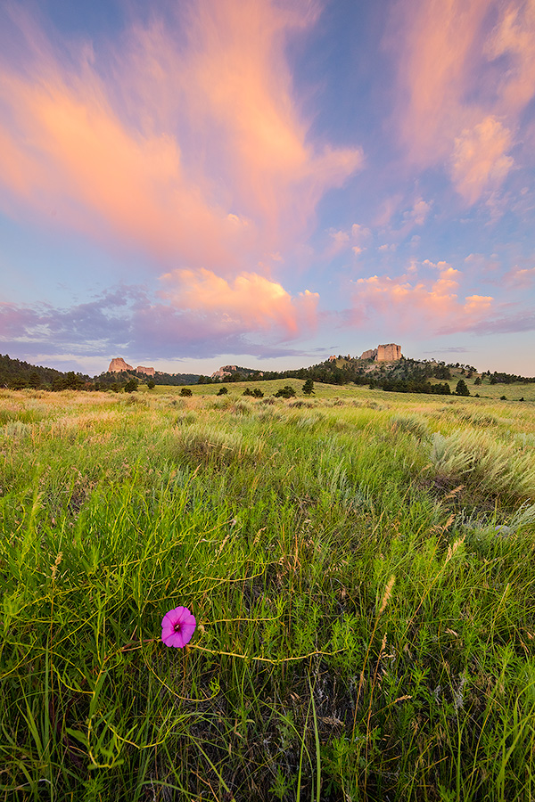 A Nebraska scenic landscape photograph of Fort Robinson State Park at sunrise with flowers and clouds. - Nebraska Photography