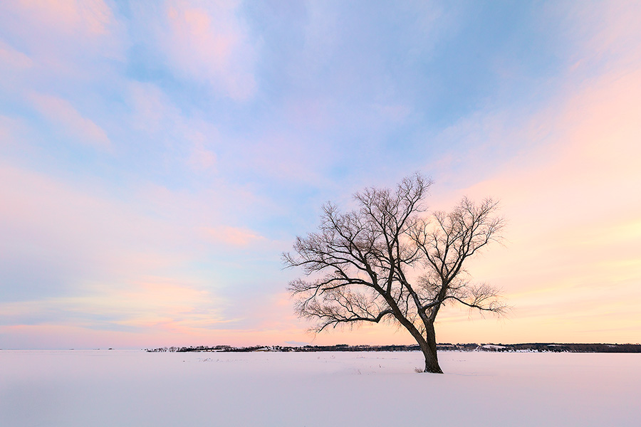 Scenic landscape Nebraska photograph of a beautiful sunset over a single tree at Branched Oak Lake, Nebraska. - Nebraska Photography