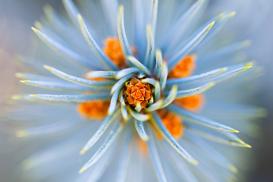 A photograph of the end of a blue spruce branch at the OPPD Arboretum in Omaha, Nebraska. - Nebraska Photography