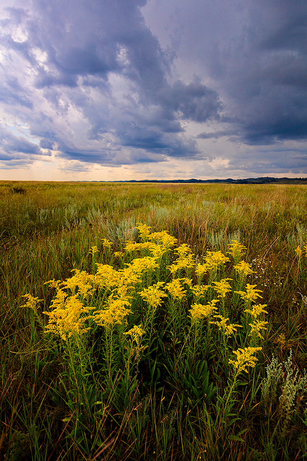 A scenic photograph of goldenrod on a prairie field in Wind Cave National Park in South Dakota during a storm. - South Dakota Photography