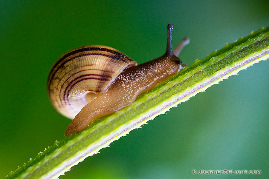 A snail climbs a stalk on a warm, late September afternoon near the wetlands at Fontenelle Forest. - Nebraska Photography
