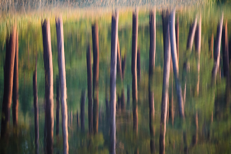 An abstract nature image of trees reflected in Stockade Lake in Custer State Park in the Black Hills. - South Dakota Photography