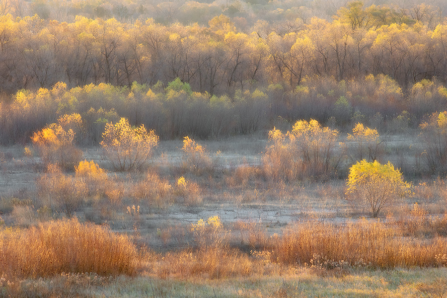 The last bits of autumn color hang to the old cottonwoods near the confluence of the Niobrara and Missouri Rivers in Northeastern Nebraska. - Nebraska Photography