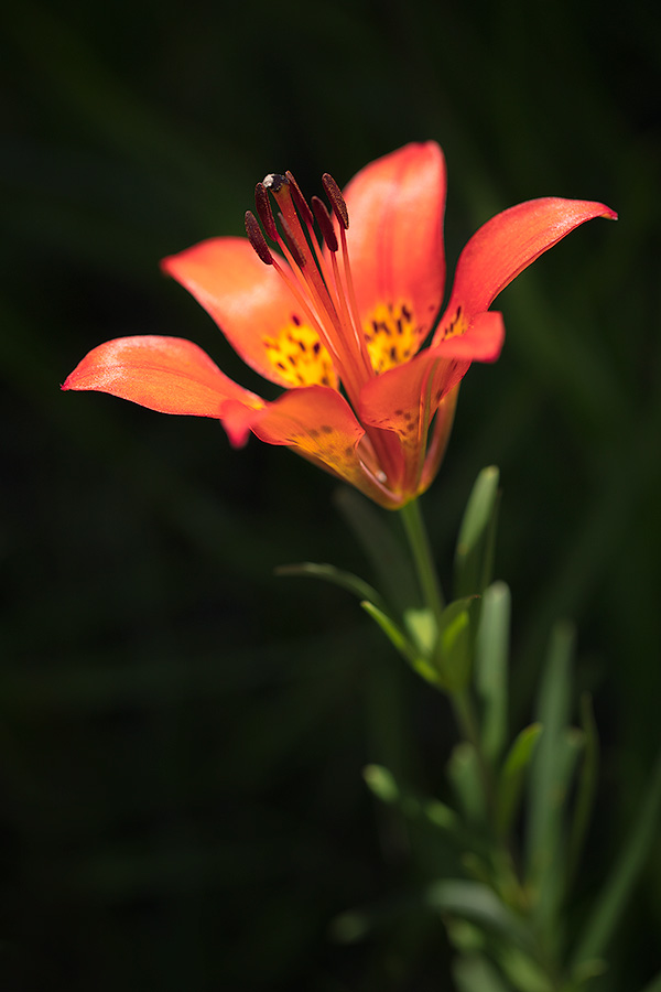 A macro photograph of a wild lily growing on a hill in Wind Cave National Park, South Dakota. - North Dakota Photography