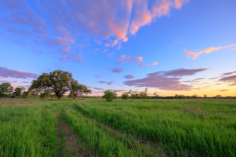 At the end of a country road on a prairie two Oak Trees stand greeting the twilight. - Nebraska Photography