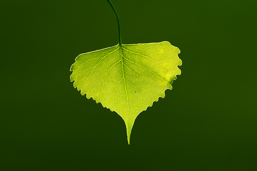 A cottonwood leaf is backlit with light from the setting sun on a cool spring evening at Mahoney State Park. - Mahoney SP Photography