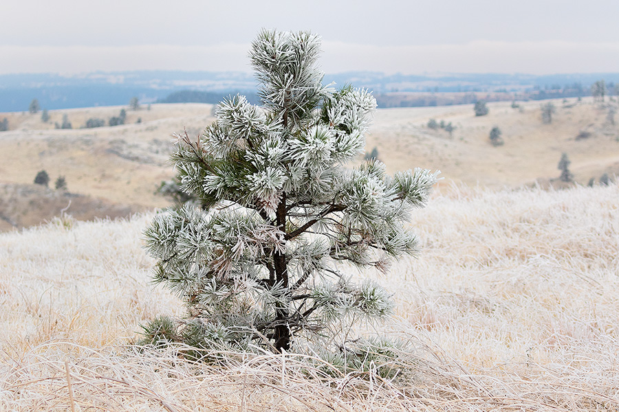 A Nebraska photograph of ice on a pine tree at Fort Robinson State Park in northwestern Nebraska. - Nebraska Photography