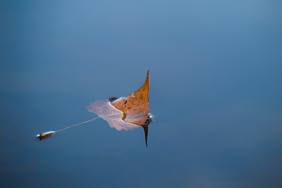 A fallen autumn leaf floats on the calm surface of Wehrspann Lake at Chalco Hills Recreation Area. - Nebraska Photography