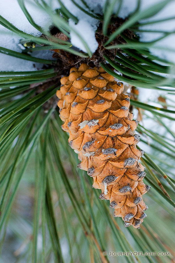In the cold of the winter, a pine cone hangs from a snow laden tree. - Nebraska Photography