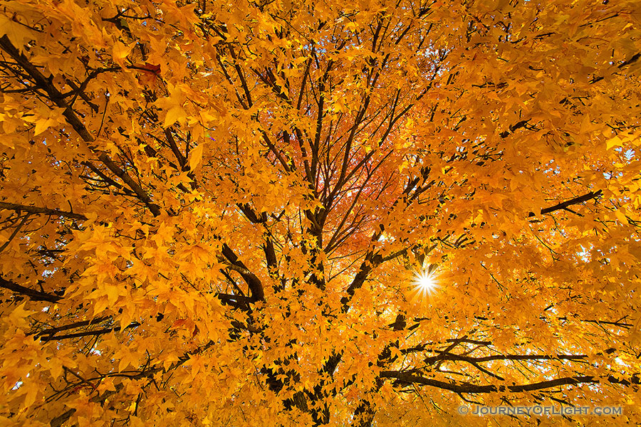 Although autumn was fleeting in Nebraska and Iowa this year, there were some hold outs after the snowfall.  This maple tree turned brillant warm oranges and reds two weeks after a snow storm and managed to hang on to a majority of its fall leaves during some pretty gusty times.  I couldn't help but stop and capture the vibrant colors with the setting sun filtering through the leaves. - Nebraska Photography
