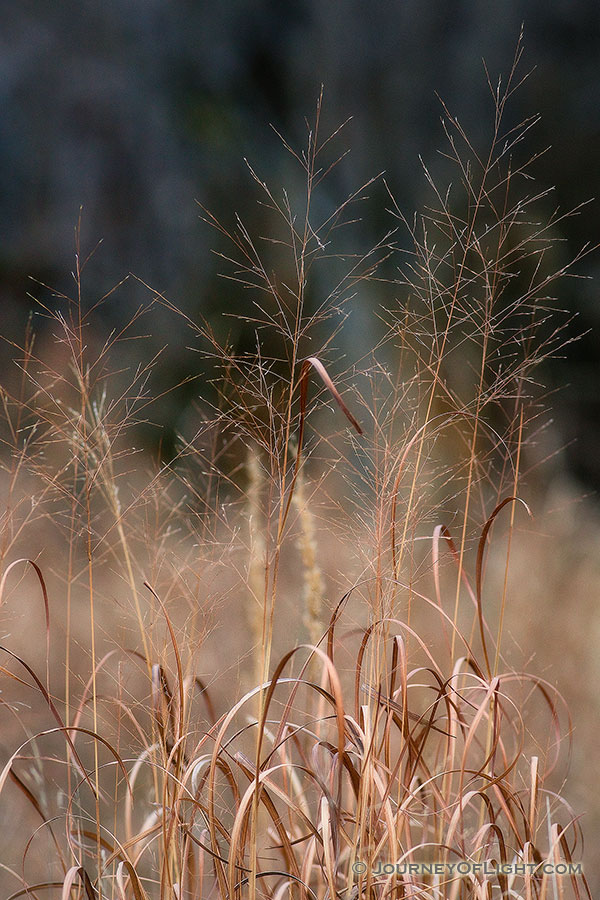 In late autumn, tall switch grass grows on the restored native prairie at DeSoto National Wildlife Refuge. - Nebraska Photography