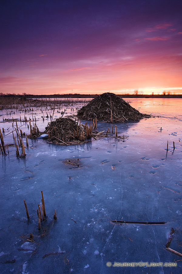 On a chilly morning I photographed several beaver huts nestled throughout Nathan's Lake at Boyer Chute National Wildlife Refuge. - Boyer Chute Photography