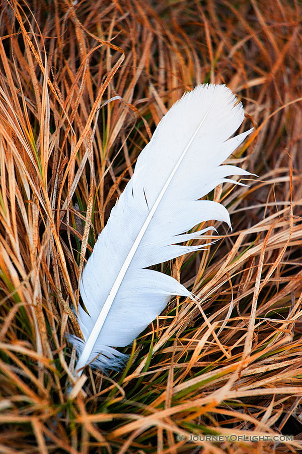 A single feather lies in prairie grass on a chilly winter day. - DeSoto Photography