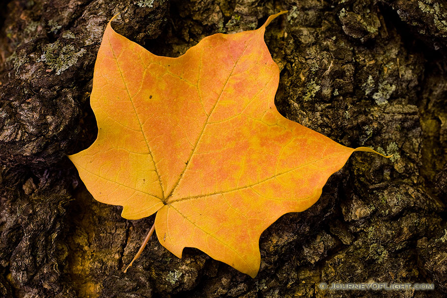 At Arbor Lodge State Park in Nebraska City, a red speckled brillant yellow maple leaf rests quietly in between wind gusts. - Arbor Day Lodge SP Photography