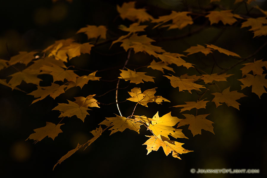 At Arbor Day Lodge State Park in Nebraska City, oak leaves, golden from the advance of autumn, reach for the last bit of evening light. - Arbor Day Lodge SP Photography
