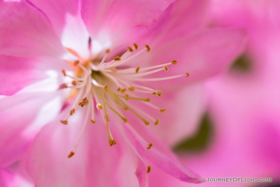 A blossom blooms while the afternoon sun shines through the petals at Schramm State Recreation Area. - Nebraska Photography