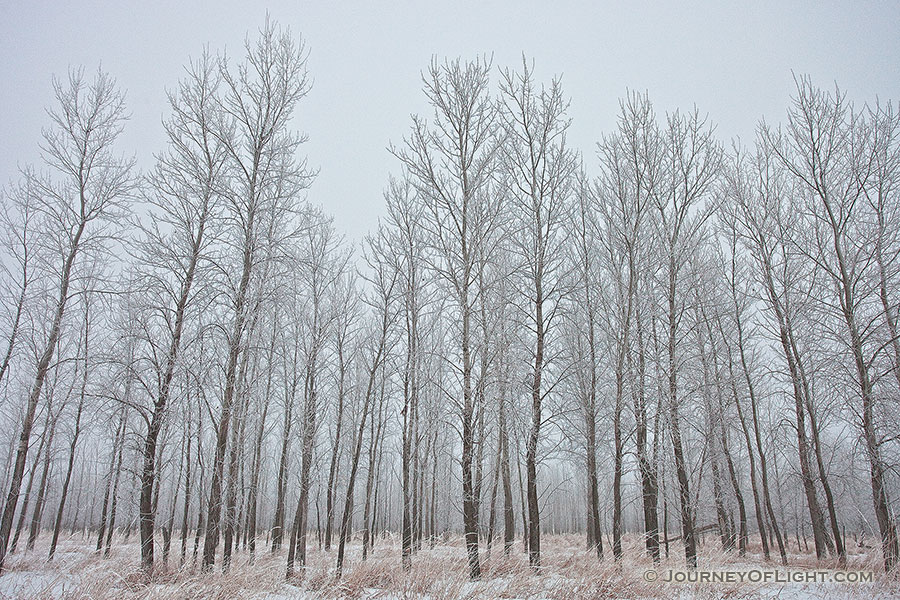 Hoarfrost creates a silvery outline on the branches of cottonwoods at Boyer Chute National Wildlife Refuge, Nebraska. - Boyer Chute Photography