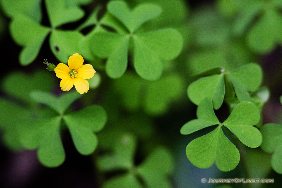 A single chartreuse yellow flower blooms among the clover. - Nebraska Photography