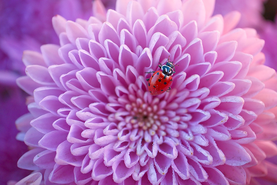 A ladybug rests for a moment on a pink mum on a warm autumn day in eastern Nebraska. - Nebraska Photography