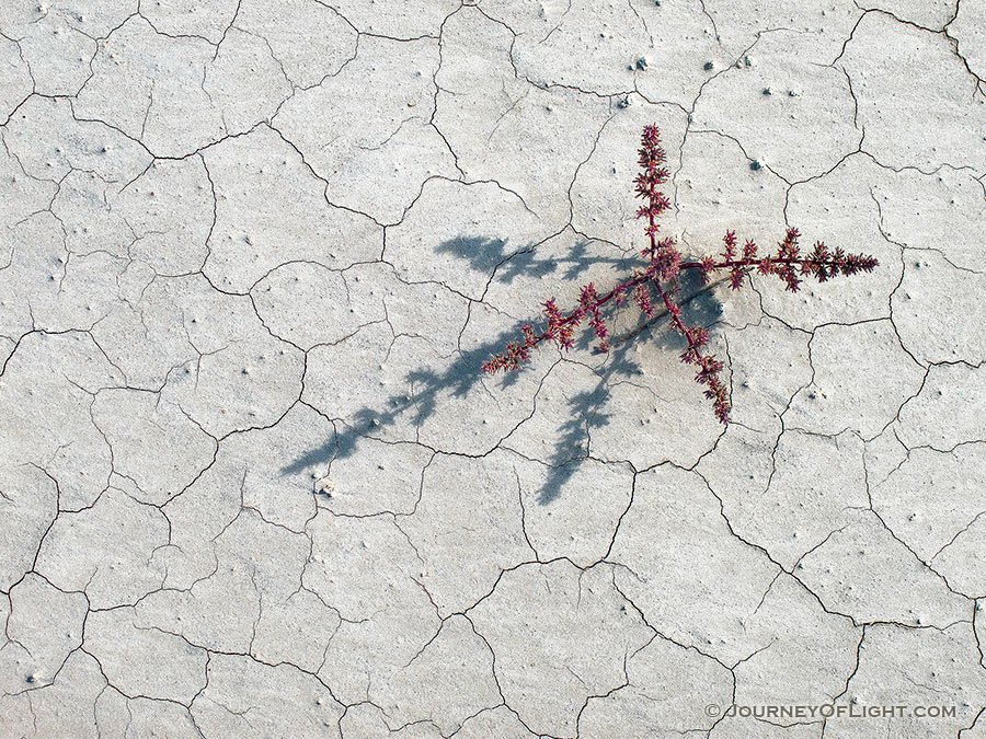 A plant casts a long shadow across the dry, cracked earth on an early autumn morning. - Badlands NP Photography