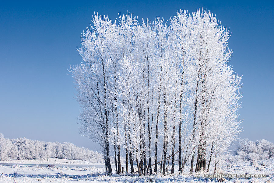 On a cold February morning after the fog cleared, hoarfrost clung to a stand of cottonwoods at Chalco Hills Recreation Area. - Nebraska Photography
