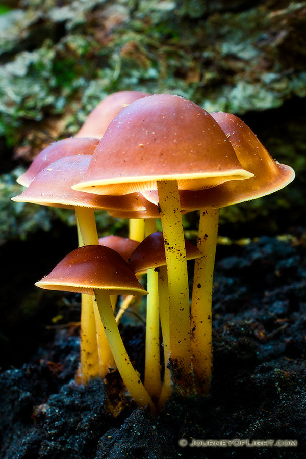 A bunch of mushrooms sprout from the forest floor after a wet spring at Schramm State Recreation Area in eastern Nebraska. - Schramm SRA Photography