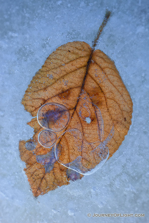A fallen leaf from autumn, trapped beneath the frozen ice. - Nebraska Photography
