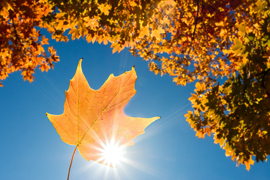 A photograph of a maple leaf backlit by sunlight under a maple tree in the OPPD Arboretum in Omaha, Nebraska. - Nebraska Photography