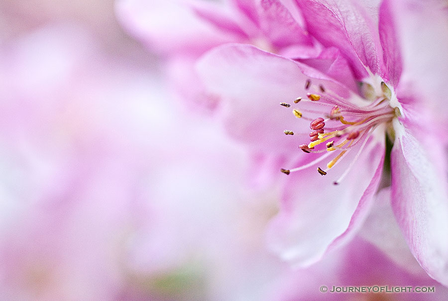 A single bloom amongst hundreds, briefly bursts forth on a tree in Nebraska. - Nebraska Photography