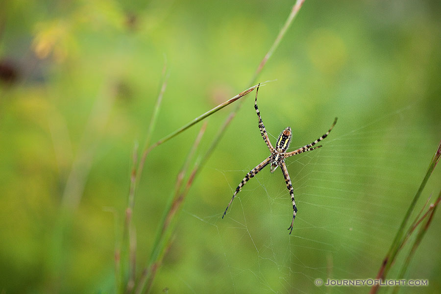 A spider climbs in his web in the morning sun at Ponca State Park. -  Photography
