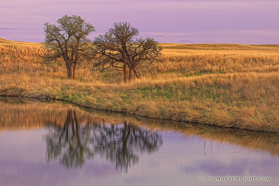 Here, two trees stood for an eternity, alone on a vast empty prairie yet they remain together. For me, this photograph evokes a calming feeling, one of togetherness and companionship. Two united against the elements and time. - Ft. Niobrara Photography