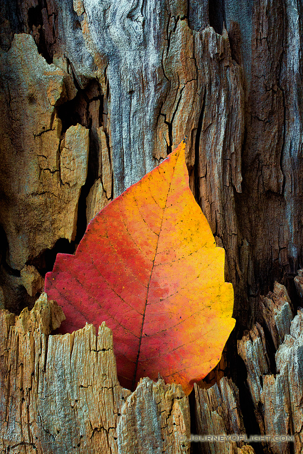 A leaf turned yellow and red in the autumn season is nestled in a old tree stump at DeSoto National Wildlife Refuge in eastern Nebraska.  It almost looked as though a flame was creeping up the side of the old wood. - Nebraska Photography