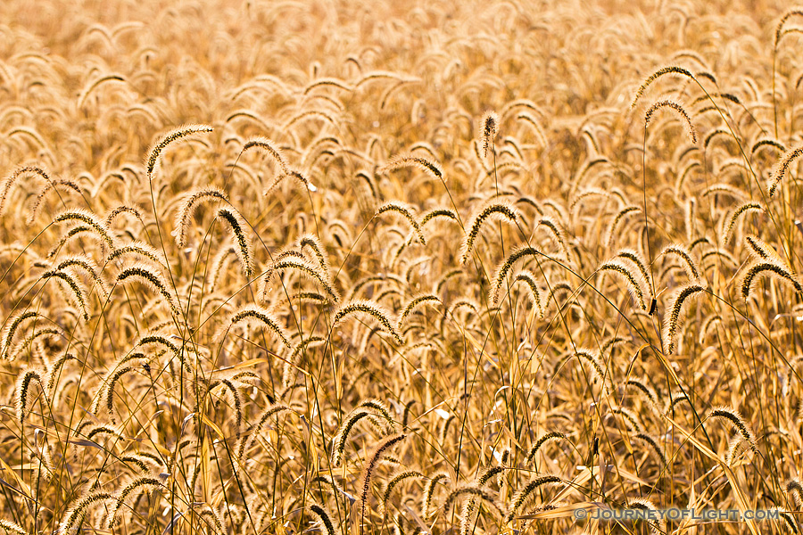 Grass in a prairie at DeSoto National Wildlife Refuge glows amber in the morning sun on a cool autumn morning. - Nebraska Photography