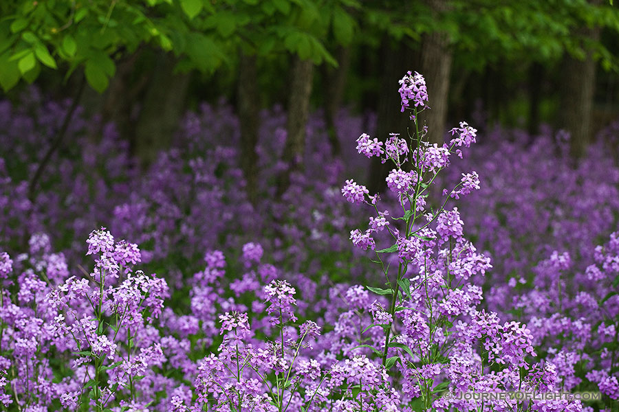 Purple engulfs everything on the forest floor near Schramm State Recreation Area. - Nebraska Photography