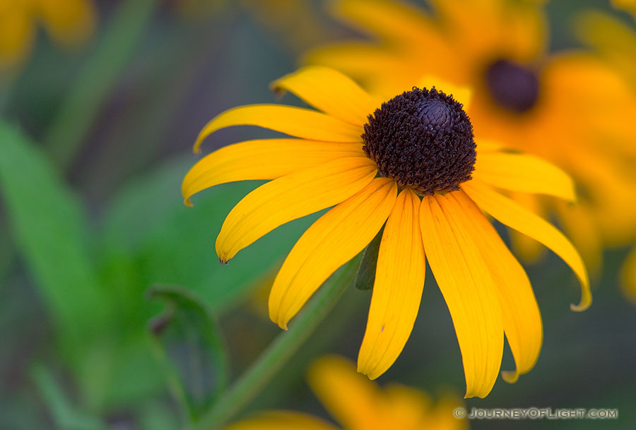 A Black-Eyed Susan blooms in late summer. - Mahoney SP Photography