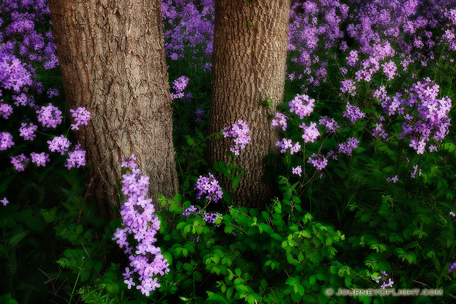 Near the Platte River, I captured these purple Dames Rocket which contrast with the vibrant greens of the spring. - Nebraska Photography