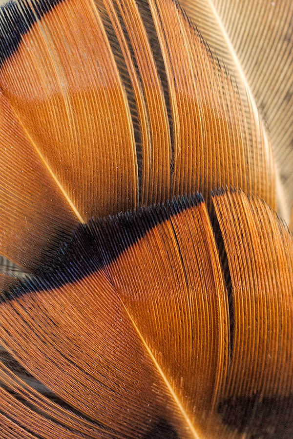Pheasant feathers glow in the afternoon sun at Niobrara State Park, Nebraska. - Nebraska Photography