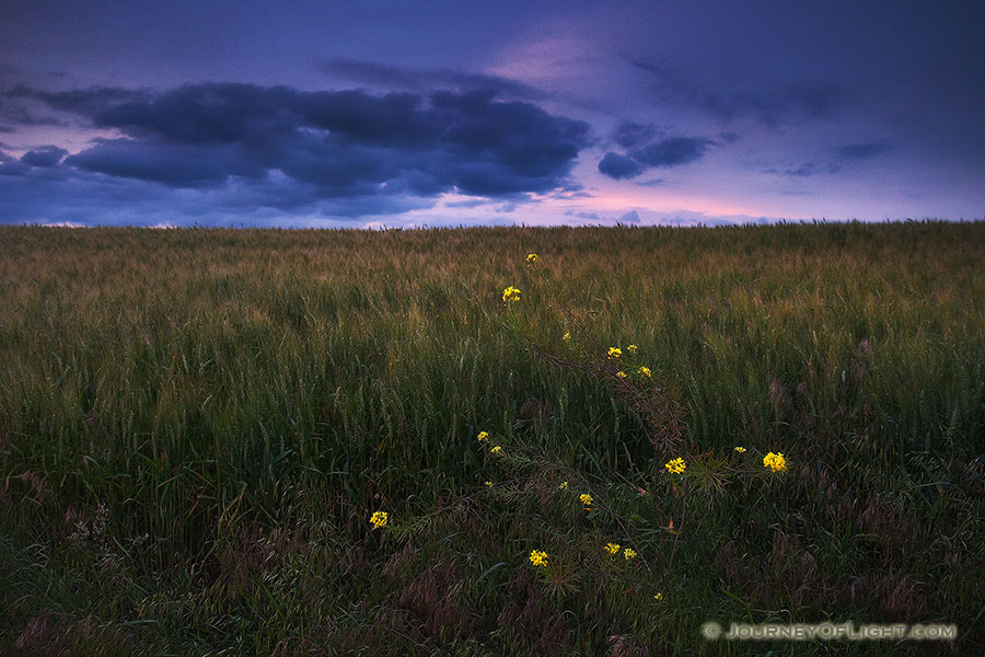 On the edge of a field near Omaha, the yellow flowers of a tall hedge mustard contrast with the dark clouds of an advancing summer storm. - Jack Sinn Photography